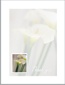 Modified photos of flowers