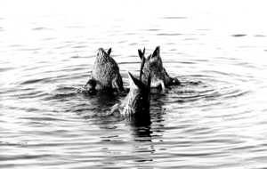 Ducks bottoms up.