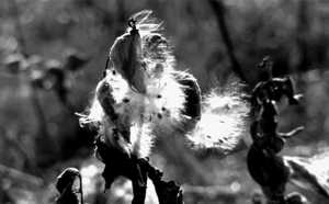 Milkweed.